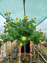 กุหลาบ-ทรีโรสเยลโล่แฟร์ Tree Rose Yellow Fair สีเหลือง ดอกดก ให้ดอกเป็นช่อ มีกลิ่นหอม เลี้ยงง่าย
