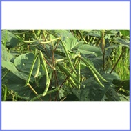 ☇◑ ◩ ◨ Red Monggo Vegetable Seeds ( 300 seeds ) - Basic Farm House