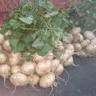 4 ounces of jicama seeds