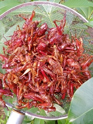 Belalang goreng/simet/walang kayu besar belalang pedas gurih belalang gurih asin belalang pedas mani