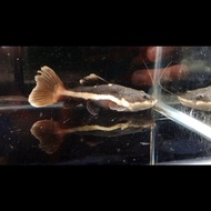 RTC CATFISH SHORTBODY 15CM