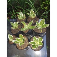 DWARF SNAKE PLANT FOR SALE