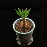 SG526-波葉布馮/巨鳳之卵原產地株🔥多肉植物小盆栽禮物🔥