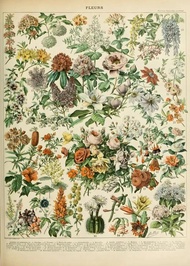 ศิลปะผนังวินเทจ: พืช เห็ด ดอกไม้สมุนไพร แมลง ผีเสื้อ ผัก ฟักทอง แครอท โปสเตอร์และภาพพิมพ์ผ้าใบ 1001