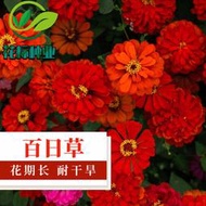 【多西多】百日草種子花期長觀賞綠化花期長耐熱耐旱景觀花海室外盆栽花種籽