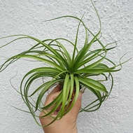 Augustfame Airplant -Tillandsia Brachycaulos Miniata