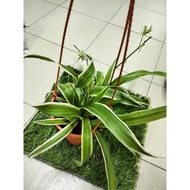 Chlorophytum comosum/Spider Plant /吊兰