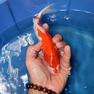 Miliki Ikan Koi Import / Rumah Koi Jakarta / Kode 001