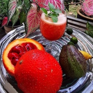 100% Organic 木鱉果 Gac fruits/fruit of heaven