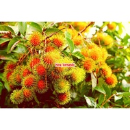 Bibit rambutan binjai sudah berbunga