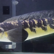 channa maru yellow sentarum jumbo
