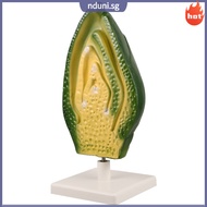 🌺 Plant Cell Educational Kit for Biology Teaching Multi-Color Plastic Classroom Tool 7.5x5.5x4.5 Inc