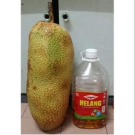 Pokok Cempedak King,2kaki  Buah Jumboo saiz