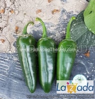 25 Hạt Hạt Giống Ớt Sừng Cay Jalapeno F1 10CM (KL| B48)