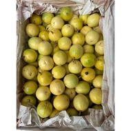Panama Golden Passion Fruit(Sweet)巴拿马玫瑰🌹香百香果香甜如蜜