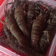lobster laut 1kg Isi 13-14