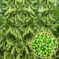 biji benih kacang bulu soya Japanese Edamame seeds 毛豆种子