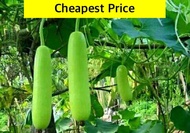 UPO Seeds 3grams 15-25 pcs Bottle Gourd Tambuli Vegetables Fruit Herbs Plants Supplies