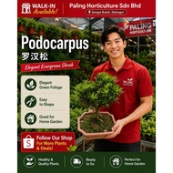 [PHSB] Podocarpus Macrophyllus 罗汉松 - Pokok Bonsai Hidup | Pokok Bonsai | Bonsai Plant