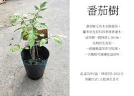 心栽花坊-番茄樹/番茄/水果苗/實生苗售價250特價200