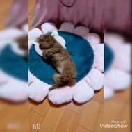 [[โปรลดหนัก]] ที่นอนแมว ที่นอนหมา ที่นอนสุนัข ที่นอนแมวนุ่มๆ ที่นอนหมาเล็ก ที่นอนสัตว์เลี้ยง ที่นอนแมว เบาะดอกไม้60cm ส่งฟรีทั่วไทย by powerfull4289