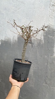 塊根植物 靚型態列加氏漆樹