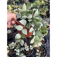 Hoya Krohniana Eskimo Bushy Plant