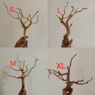 Rasamala root M Contents 5, L Contents 3, S Contents 6 (Rot Flavor size M = 5pcs, size L = 3 pcs, si