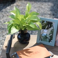 水培植栽│萊姆黃金葛_室內植物 辦公室盆栽 店內擺設 送禮