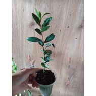 Laurel Laurel  Plant
