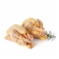 [Borong] Ayam Dara 100 Ekor (1kg - 1.1kg)