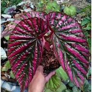 Tanaman Hias Bunga Begonia - Begonia Rex Walet Ori
