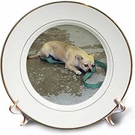 3dRose Pug Chihuahua-Porcelain Plate, 8" (cp_23807_1)