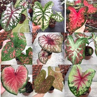 TKL - Caladium Xplosion/Restless Heart/Clowning Around/Flatter Me/Apple Blossom/Dawn to Dusk/TomTom/WhiteQuee/PinkSplash