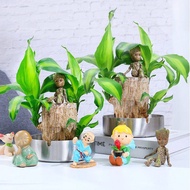 Setaceus/Asparagus Setaceus dwarf 文竹/云竹 Brazilian wood water-raised wooden desktop office creative hydroponic plant pott