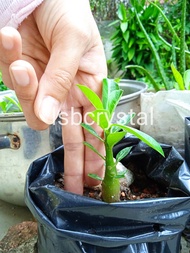 Small Garden Desert Rose Plant Adenium Obesum Anak Pokok Bunga Kemboja 沙漠玫瑰 富贵花苗