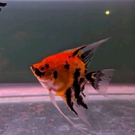 paket 10 ekor manfish red devil / ikan manfish red devil grade top
