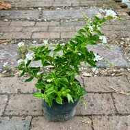 🔥OUTDOOR🔥 WHITE DURANTA ERECTA ALBA / Sky Flower / Pigeon Berry / Golden Dewdrop / Duranta Repens / 