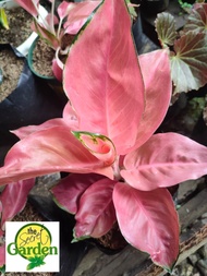 Aglaonema Pink Anyanmanee with FREE plastic pot, pebbles and garden soil (Indoor Plant, Real Plant, LivePlant andLimited Stock) - Plants for Sale