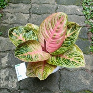 Aglaonema Marsha Anjani