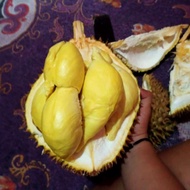 durian utuh montong palu parigi