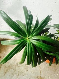 羅漢松盆景 🪴 開心價 風水盆栽 年年好運 buddhist pine 🌲 tree plant 土杉樹