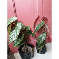 ☏✶begonia maculata  looks like plastic but its real .. outdoor or iindpor plant