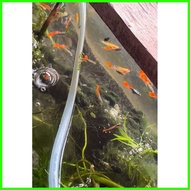⎯ ➢ ▶ Guppy ito na Pure strain trio