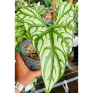 5 Biji Benih Keladi Tropical Crom Caladium Begonia Seed - 5 Seed