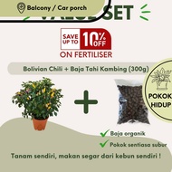 Bolivian Rainbow Chili Peppers / Pokok Cili / 七彩椒 Anak Pokok Hidup Buah Fruit Tree 150mm Pot Live Pl