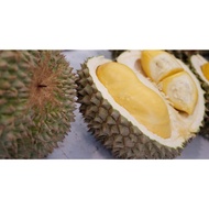 Durian Black Thorn real live outdoor fruit plant 黑刺榴莲果树幼苗 anak pokok durian duri hitam hybrid quality baik sedap