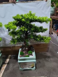 金鑽羅漢松 2尺 (開花植物，觀葉植物，盆景，室內，戶外，室外，夠光，花園，天台)