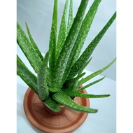 REAL LIVE PLANT BIG  ALOVERA WITH PLASTIC POT REAL LIFE PLANT  INDOOR OUTDOOR POKOK ALOVERA