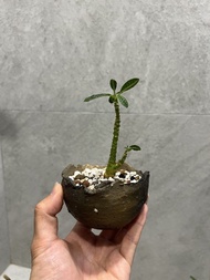 巨琉桑/安西岳朗盆 塊根 植物